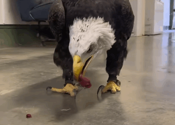 C2708009 Kind people rescued an injured eagle that fell into the water and the_part2