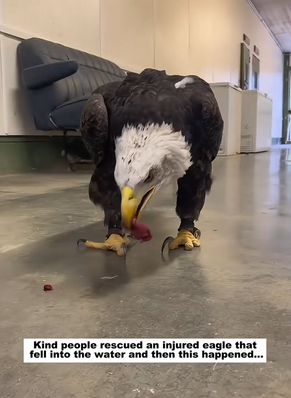 C2708009 Kind people rescued an injured eagle that fell into the water and the_part2