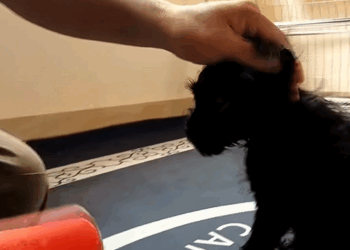 C2708010 How could they be so cruel as to put the dog in a sack like that_part2