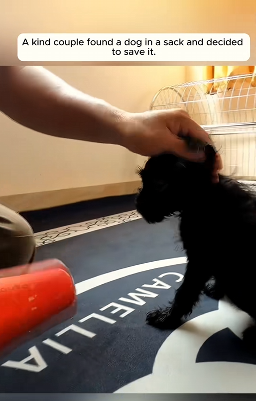 C2708010 How could they be so cruel as to put the dog in a sack like that_part2