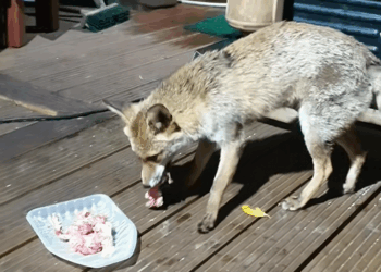 C2708011 Fox discarded like trash still breathing_part2