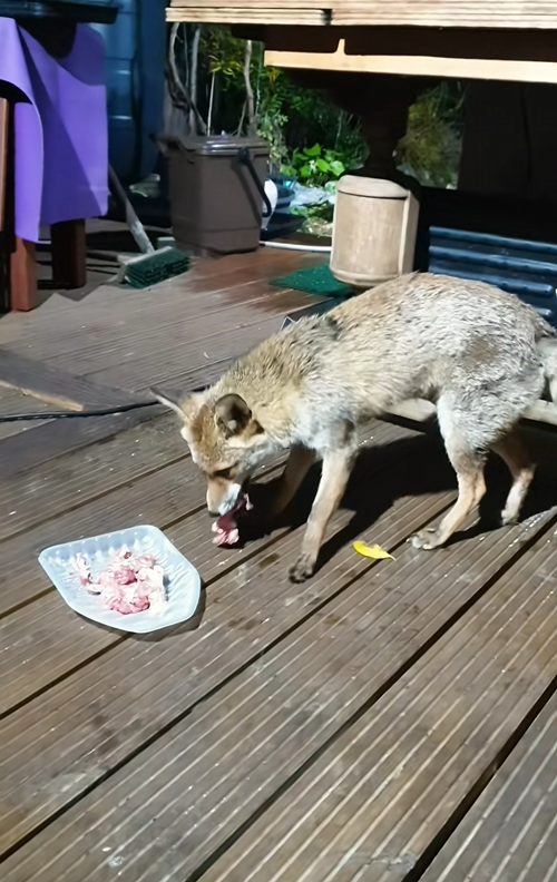 C2708011 Fox discarded like trash still breathing_part2