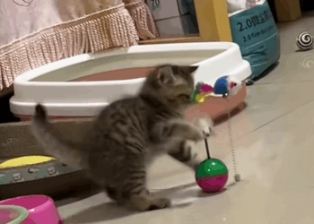 C2708012 rescued kitten that fell into drainpipe_part2