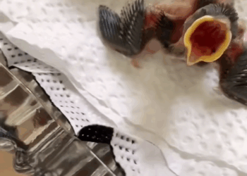 C2708013 rescued newborn bird under big tree and raised it until it _part2