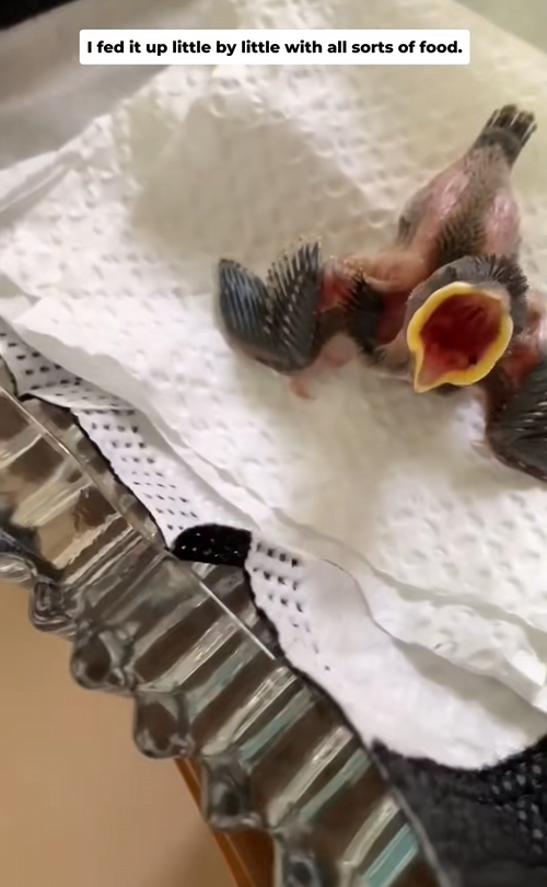 C2708013 rescued newborn bird under big tree and raised it until it _part2