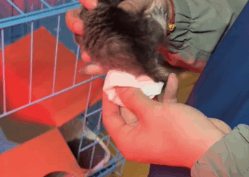 C2708014 rescued two tiny kittens from the trash_part2