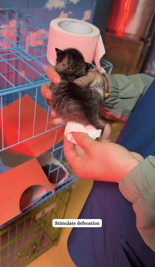 C2708014 rescued two tiny kittens from the trash_part2