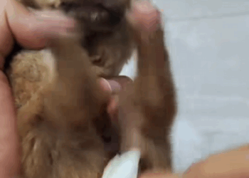 C2708015 When I found it was just a little baby. I want to give it a good_part2