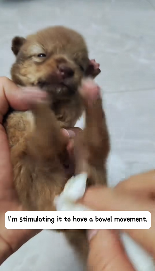 C2708015 When I found it was just a little baby. I want to give it a good_part2