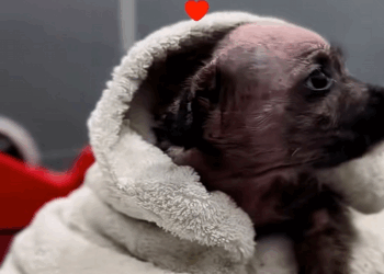 C3008001 A girl found an abandoned puppy and gave it warm home _part2