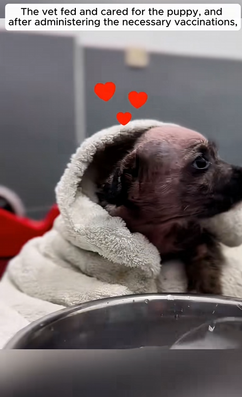 C3008001 A girl found an abandoned puppy and gave it warm home _part2