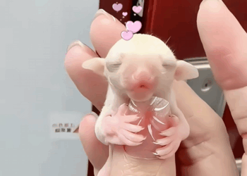 C3008002 couple saved helpless baby sugar glider and raised it _part2