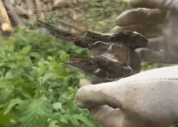 C3008003 cruel man has set trap for birds saved bird_part2