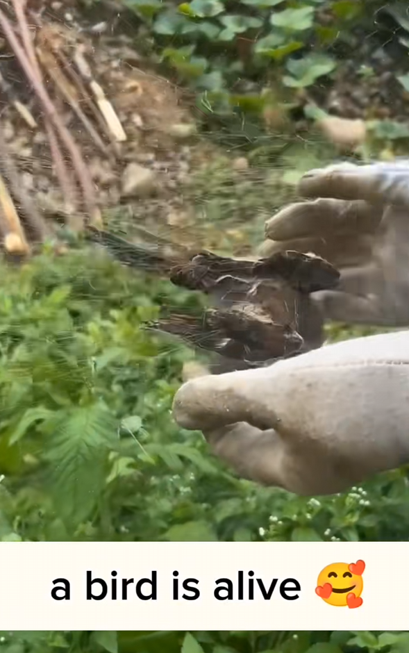 C3008003 cruel man has set trap for birds saved bird_part2