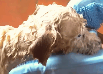 C3008004 Once left for dead, this animal’s miracle story will inspire you._part2