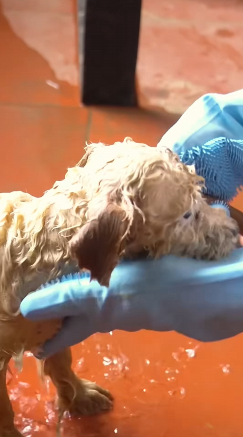 C3008004 Once left for dead, this animal’s miracle story will inspire you._part2