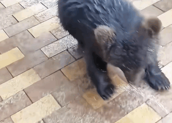 C3008005 Forest rangers found weak orphaned bear cub and then this happened_part2