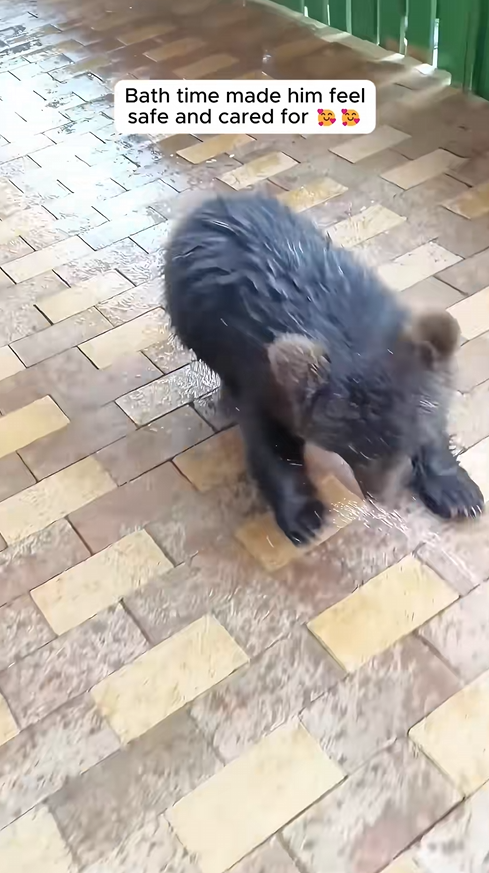 C3008005 Forest rangers found weak orphaned bear cub and then this happened_part2