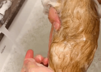 C3008006 found little cat in crack of rock and then animal rescue kit…_part2