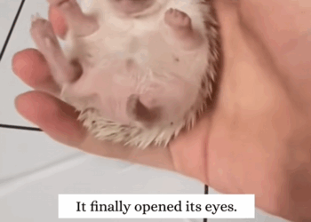 C3008007 happened to find dying hedgehog cub and then animal rescue _part2