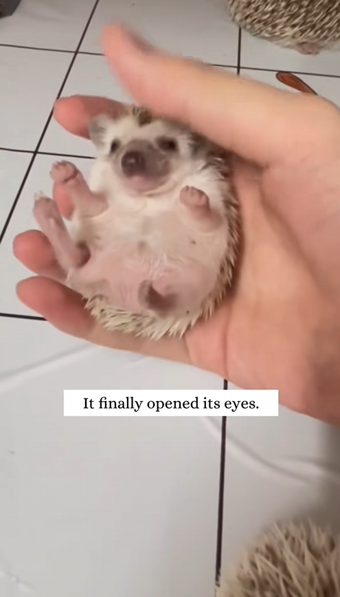 C3008007 happened to find dying hedgehog cub and then animal rescue _part2