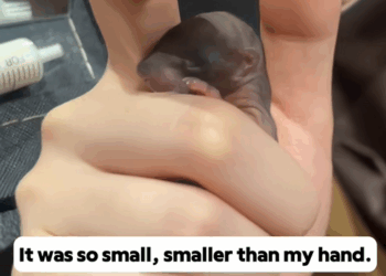 C3008008 I found a baby squirrel and adopted it_part2