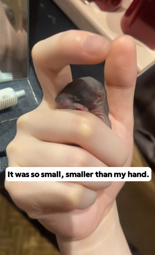 C3008008 I found a baby squirrel and adopted it_part2