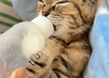 C3008009 I found a poor little kitten in the sewer and then__part2