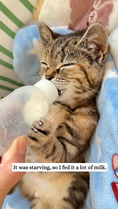 C3008009 I found a poor little kitten in the sewer and then__part2