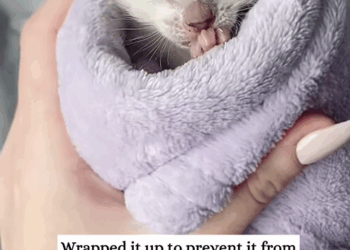 C3008010 I saved a kitten that almost died at birth and raised it_part2