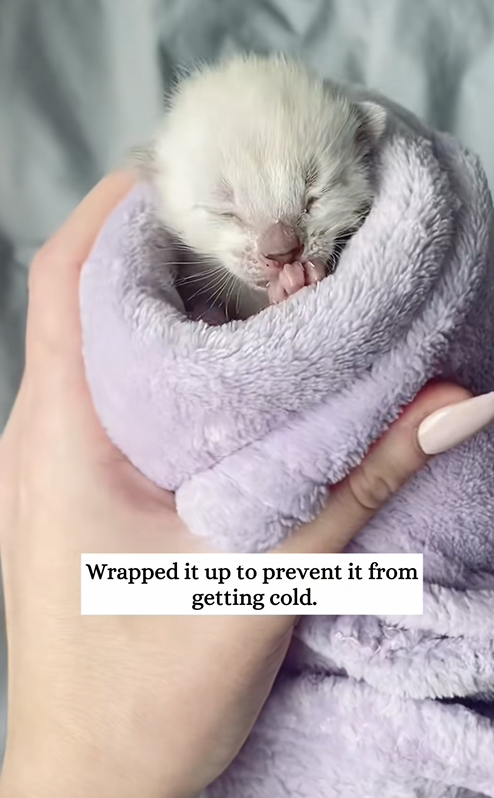 C3008010 I saved a kitten that almost died at birth and raised it_part2