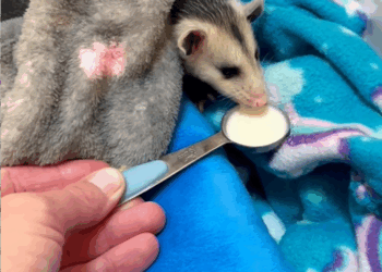 C3008011 noticed what seemed to be small animal by the creek and then rescue_part2