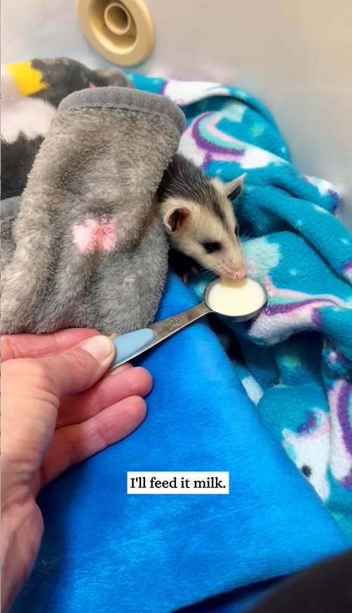 C3008011 noticed what seemed to be small animal by the creek and then rescue_part2