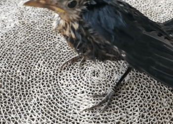 C3008012 poor baby Bird rescue and happy ending _part2