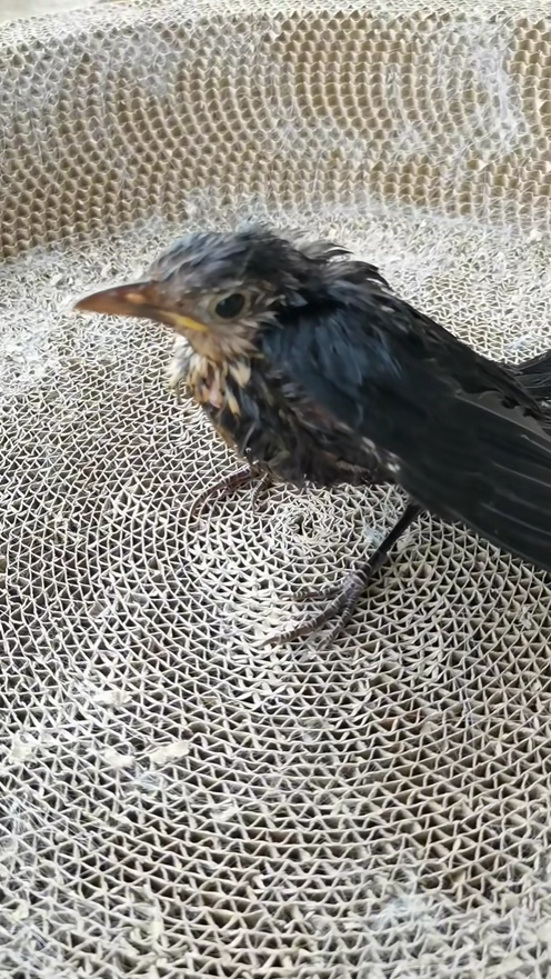 C3008012 poor baby Bird rescue and happy ending _part2