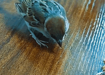 C3008013 rescue poor baby bird and happy ending _part2