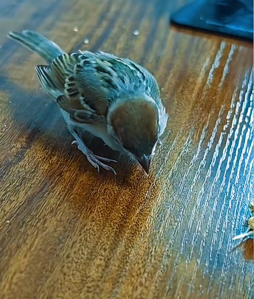 C3008013 rescue poor baby bird and happy ending _part2