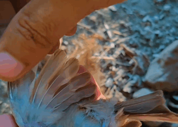 C3008014 the poor bird was stuck in tree saved it _part2