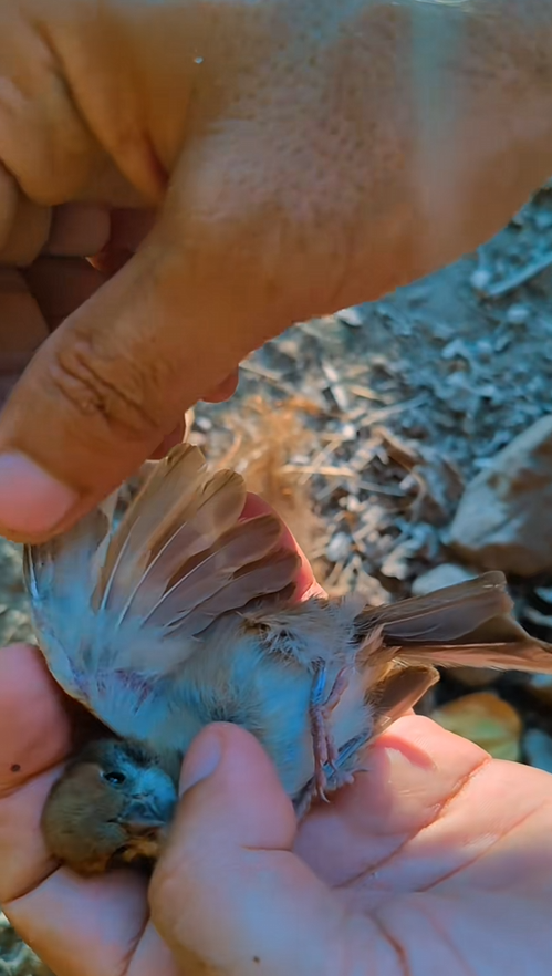 C3008014 the poor bird was stuck in tree saved it _part2
