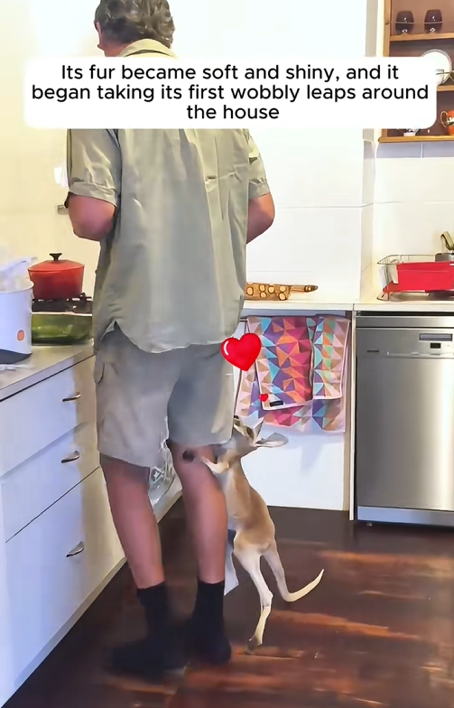 C3008015 woman rescued baby kangaroo and then this happened_part2