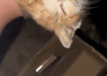 C0109001 A cat with ears full of insect eggs _part2