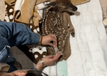 C0109002 fawn was trampled by its mother shortly after birth_part2