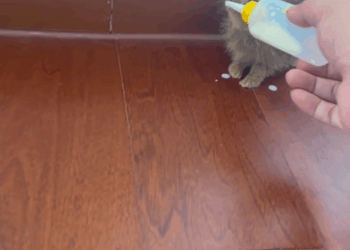 C0109003 found little rabbit buried under the snow. After bringing it home_part2