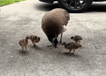 C0109004 Kind woman rescued peacock and then gets family_part2