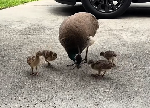 C0109004 Kind woman rescued peacock and then gets family_part2