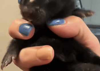 C0109005 Looks like she couldn’T find a mother for this baby skunk_part2