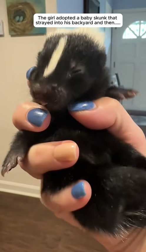 C0109005 Looks like she couldn’T find a mother for this baby skunk_part2