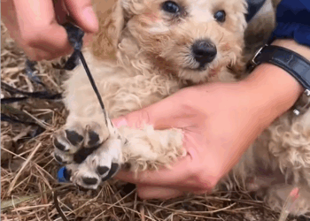 C0208002 Covered in wounds, but still had hope in its eyes part2