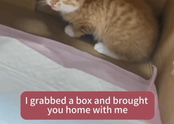 C0109006 poor cat buried rescue cat rescued _part2