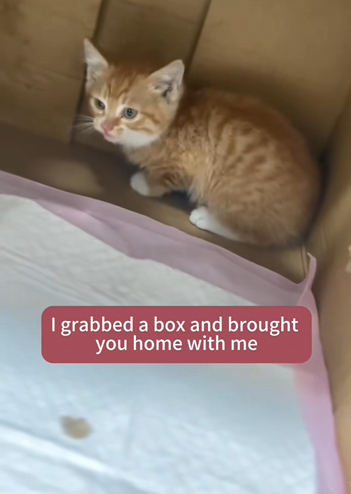 C0109006 poor cat buried rescue cat rescued _part2